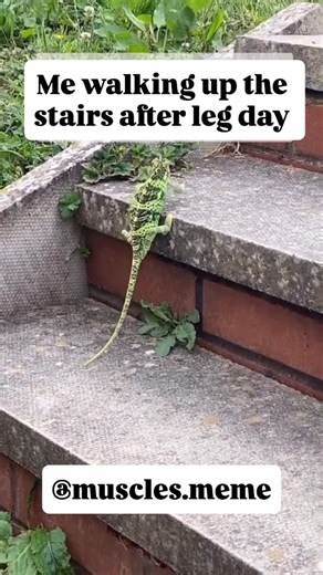 Musclememes | 😅🤣🤣🤣 Don’t forget to like, save, and share our posts Follow @muscles.meme for more! #strengthtraining #strength #fitness #gymmemes... | Instagram