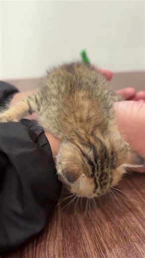 Kitten Meowing 😻 | Cat Sound | Cute Cat Video