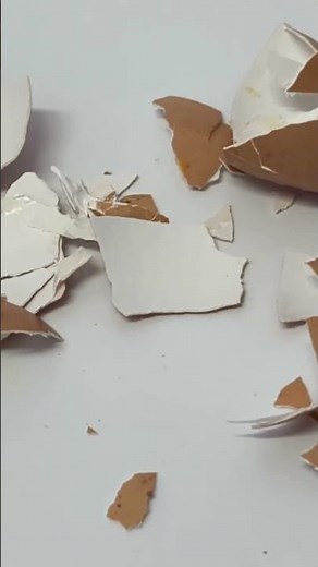Most Gardeners Use Eggshells WRONG