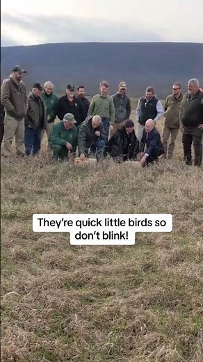 Releasing Northern Bobwhite Quail Back Into Pennsylvania