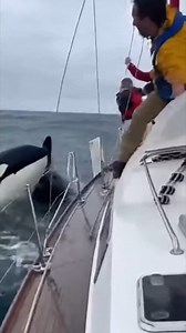 102K views · 218 reactions | Killer Whales Attacking Boat Caught on Camera! | Evan Era | Facebook
