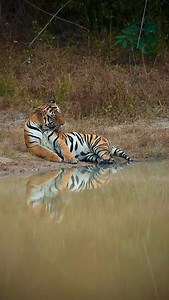 Wait for his ear flick. Damokhar male is definitely one of the most good looking male tigers in Bandhavgarh. Tigers have small, long rounded ears that play an important part in communication and survival. Each ear is sensitive and can move independently, allowing them to pinpoint sounds from different directions. Very often you will notice that their ears are at different positions because they would like to hear anything and everything around them. But they quickly move both the ears ahead and 