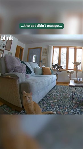 Blink gives you peace of mind when you're away from home