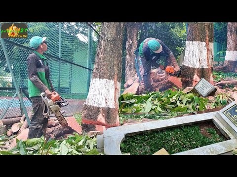 Woodworking project Big tree cutting Ending in death