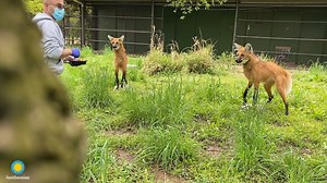 🦊 Grab a bite to eat with our maned wolves, Mateo and Quito! . . . 🥩🐟🐁 Cheetah Conservation Station keeper Adam Freedman asks them to “station,” or place their feet on a rubber food dish. When they do this, he rewards them with meatballs, frozen-thawed mice and capelin fish. He holds two dishes—one for each wolf—to ensure they are receiving all of their respective prey items. This practice ensures the boys don’t fight over food and helps build trust with their keepers. . . . 👀💊⚖️ Station t