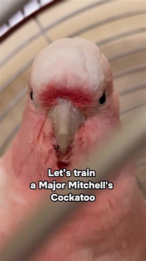 Training time#bird #africangreyparrot #africangrey #parrot #pet