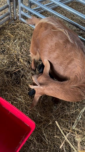 The milk bar is open…. | Cotton Bean Farms