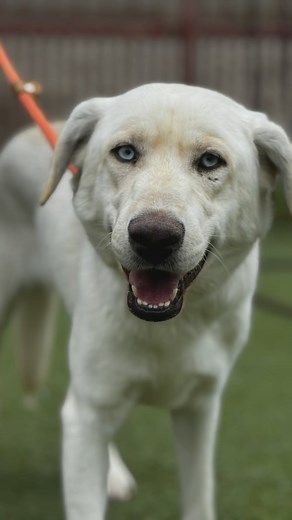 33 reactions · 14 shares | Butters is our 2 years old Labrador...