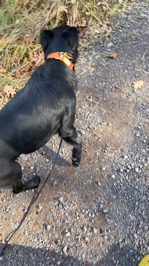 12 reactions · 5 comments | Carbon’s first sniffy walk since his surgery  . #chaadopt #fikadogs #gsdmixofinstagram #blackdogsofinstagram #fosterdog #fosterdogsofinstagram #sniffywalk | FIKAdogs | Facebook