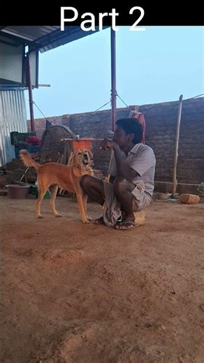4 Jan 😂🤣 அப்பா ஊருக்கு போற #funny #trending #shortsfeed #shadha #shorts #viral #love #pets #dog #yt