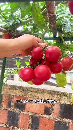 Provence's Red Tomatoes: My Fresh Harvest Adventure
