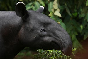 Our Malay tapirs are the biggest of the four species