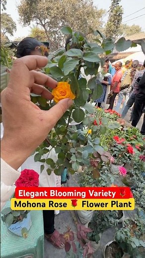 Mohona Rose 🌹✨ | Elegant Blooming Beauty at Galiffstreet