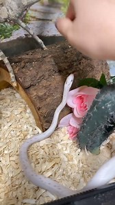 One year ago today! 🐍 #snake #pet #pets #animals Freckles is a TOTALLY HARMLESS, NONVENOMOUS palmetto corn snake! 🥰 | CatAleah