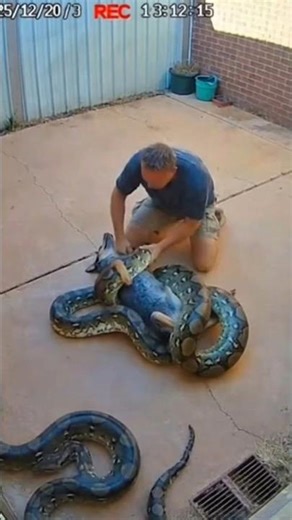 GIANT Python Crushes Dog! Owner Fights to Save Him! 🐍🐕 #shorts