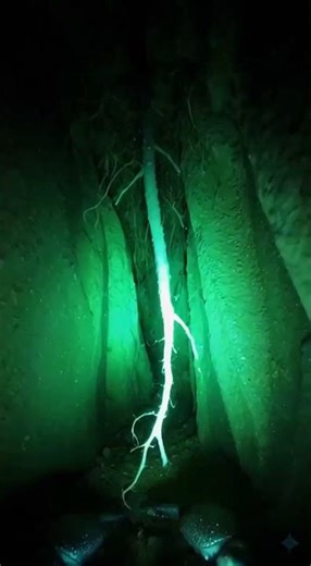 Micro Camera on a Scorpion Inside Underground Colony | Realistic POV Documentary #Shorts #Nature