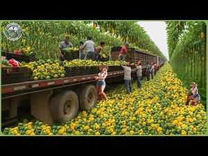 Incredible Race to Harvest 48 Million Tons of Bell Peppers – Modern Canned Bell Pepper Process