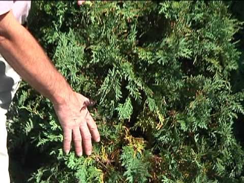 Home Gardener - Browning Evergreens