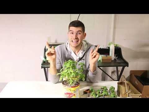 The Best Plant to Propagate to Start a Business or Get Tons of Free Plants!