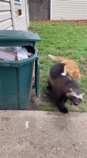What Happens When a Wolverine Attacks a Kitten? #animals