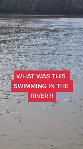 Mysterious River Creature Discovery in Louisiana