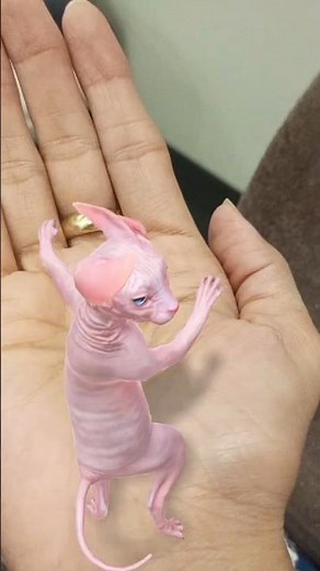 Sphynx Cat Playtime 😂 | Cutest Hairless Cat Ever