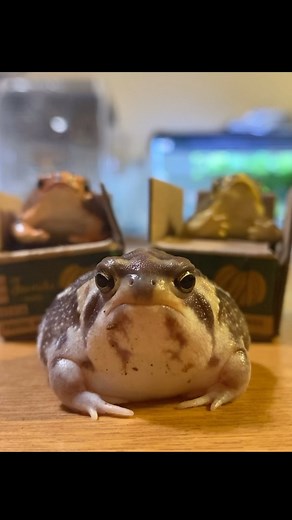 ゴボウ先生 on Instagram: "・ この音源流行ってるからやってみた♡ #アメフクラガエル # #カエル #commonrainfrog #frog"
