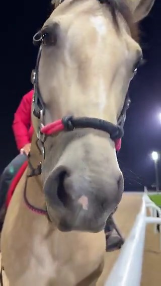 He’s bitless but he’s in what’s known as a mechanical hackamore. There’s a great deal of difference between a mechanical hackamore and a traditional or bosal hackamore. The difference is in the leverage applied to the chain curb strap. They can be unforgiving in harsh hands. FYI.