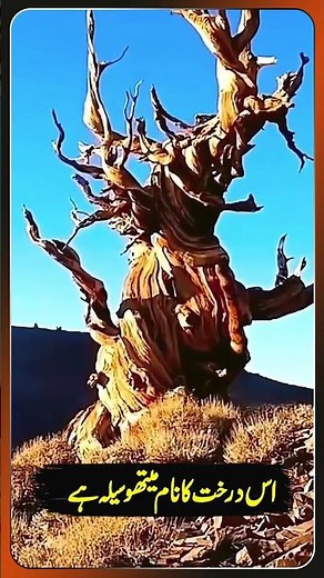 Have You Ever Seen a 4,800-Year-Old Living Tree? | The World's Oldest Tree Explained