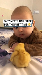 78K views · 675 reactions | Baby Meets Tiny Chick for the First Time!  | Tavi Castro | Facebook