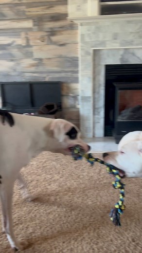 Good morning 🤣 | Keke The Spider Monkey