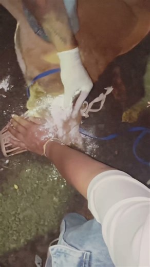 “Deep Ear Maggots Removed from Dog 🐶💔 | Real Rescue & Relief #DogHelp#AnimalRescue #MaggotsRemoval