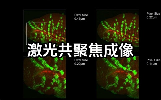 激光共聚焦显微镜，活细胞成像的利器！展现最清晰的图像细节~