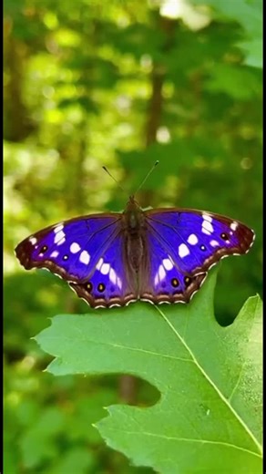 Uk Butterflies Purple Emperor Swallowtail Adonis Blue Chalk Hill Blue Peacock Butterfly Small Tortoiseshell Painted Lady #PurpleEmperor #UKButterflies #RareButterfly #NatureTok #Wildlife