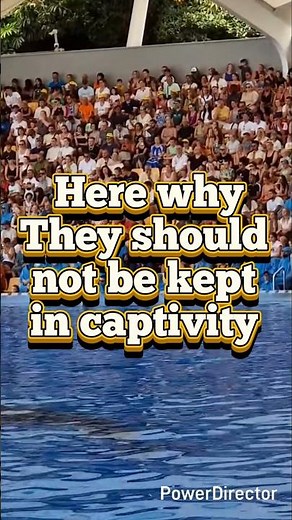 should orcas be kept in captivity?