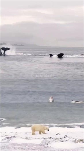 saw two orca whales competing with their tail throwing skills