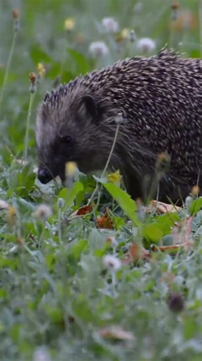 The beauty behind every hedgehog hunting ground #wildlife #shorts
