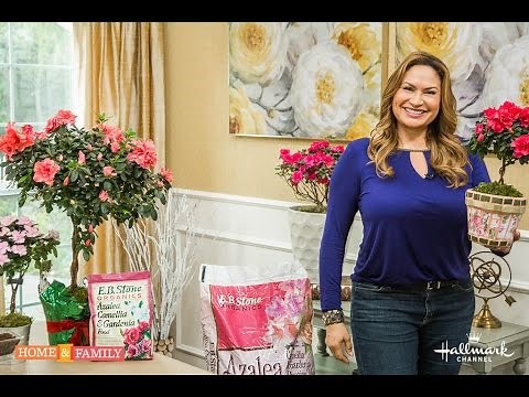 AZALEA PLANT CARE for FLOWERING AZALEAS GROWING IN POTS 🌱(Garden Center TV)