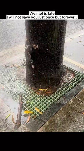 18K views · 663 reactions | M2010020 Poor cat #cat #catsoftiktok #kitten #animals #animalsoftiktok #animalrescue part1 See part 2 in the comments below. | Live Love Animals | Facebook