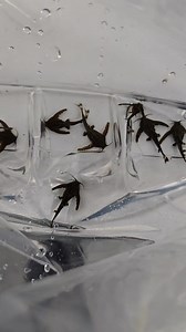 How cool is this little rarity! Haha jerdoni known as the Asian stone catfish or the dwarf anchor catfish. These guys are super peaceful and don't grow large, topping out at around 3cm. They can be kept in small tanks and do well in peaceful communities. #catfish #fish #fishes #pets #petshop #fishshop #aquarium #fishtank | Premier aquatics ltd