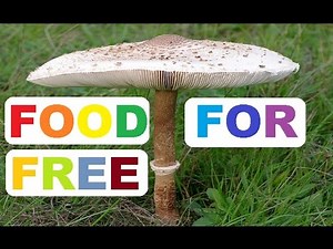 Mushroom Foraging - PARASOL MUSHROOM