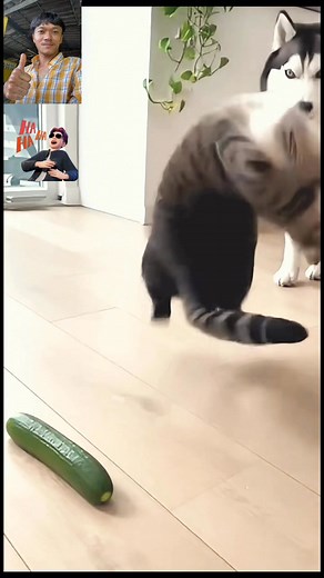 Dogs and cats #funny #reels #dog #cat | 100M