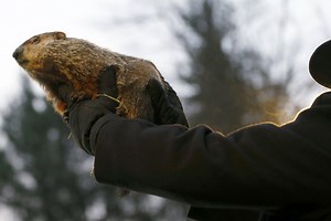 Groundhog Day 2014: What You Need to Know About Punxsutawney Phill ( Video)