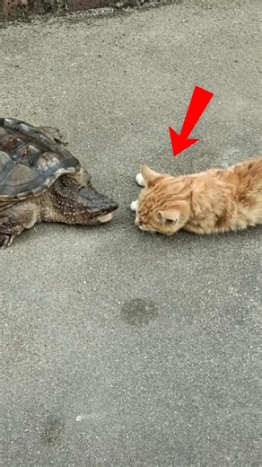 Snapping Turtle vs Cat Reflexes… The Ending Will Shock You 😳 #animals #wildlife #shorts