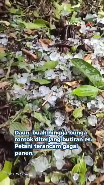 Hujan es melanda Kabupaten Aceh Tengah pada Sabtu (4/4/2026) sore. Warga menyebut, butiran es yang turun bahkan sebesar kelereng. Fenomena cuaca ekstrem ini menyebabkan kerusakan di sejumlah wilayah, terutama di Kampung Bukit Sari, Kecamatan Jagong Jeget, serta Kampung Merah Muyang, Kecamatan Atu Lintang. Sejumlah tanaman, seperti kopi dan palawija, dilaporkan rusak. Petani pun khawatir kondisi ini akan menurunkan hasil panen dan berdampak pada perekonomian masyarakat setempat. 📹: Dok. Warga Pe