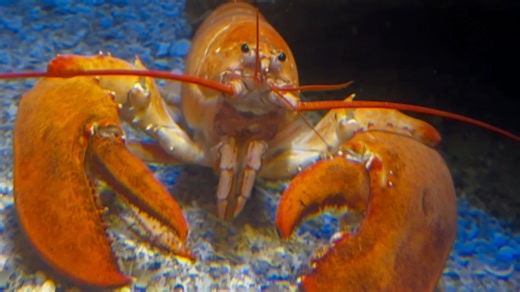 11K views · 262 reactions | It’s time to shell-ebrate Larry! Well,...