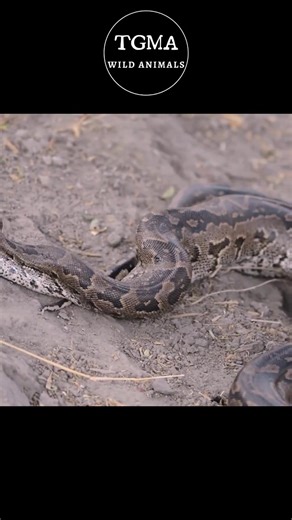 2K views · 16 reactions | Close-up of the brutal python swallowing a large prey in its stomach as if it were just a small, gentle prey. | Nature Agry | Facebook