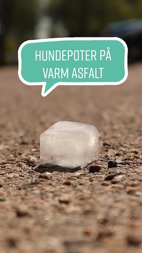 Det er virkelig varmt udenfor, og det samme er asfalten🔥 Selvom luften kun er 25 grader varm, kan asfalten sagtens være 50-60 grader varm, og dermed være alt for varm til din hunds poter🐾 Så hvordan ved man, om asfalten er for varm til at gå tur med din hund?🐶 Mærk på asfalten med håndfladen, hvis den er for varm til at du kan holde hånden der i 5-10 sekunder, så er den også for varm, til at din hund kan gå på den ✋🐕 Du kan enten: 1. Bære din hund over på græs 2. Give din hund sko på 3. Lade