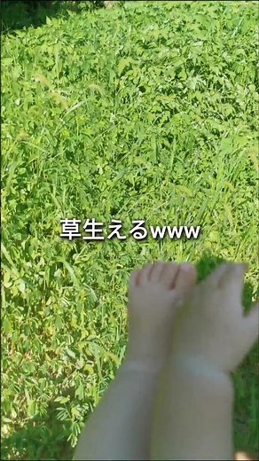 ハブ茶の材料、ケツメイシ
