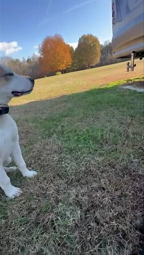 Champ showing a start of the down command | Dog Gone Good | Facebook